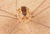 HarvestmanIMG 3577