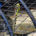 20220906 1633CPw [D~LIP] Blaugrüne Mosaikjungfer (Aeshna cyanea) [w], Bad Salzuflen