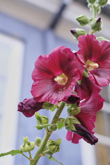 Hollyhock, Aalborg