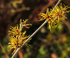 20230319 0021CPw [D~LIP] Zaubernuss (Hamamelis intermedia 'Orange Beauty'), Bad Salzuflen