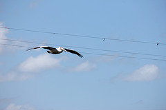 Pelican on the wire