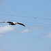 Pelican on the wire
