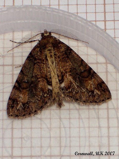 1965a Pseudocoremia suavis (1st specimen discovered) Male