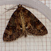 1965a Pseudocoremia suavis (1st specimen discovered) Male