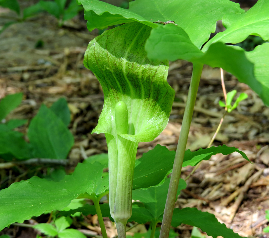 Jack-in-the-Pulpit