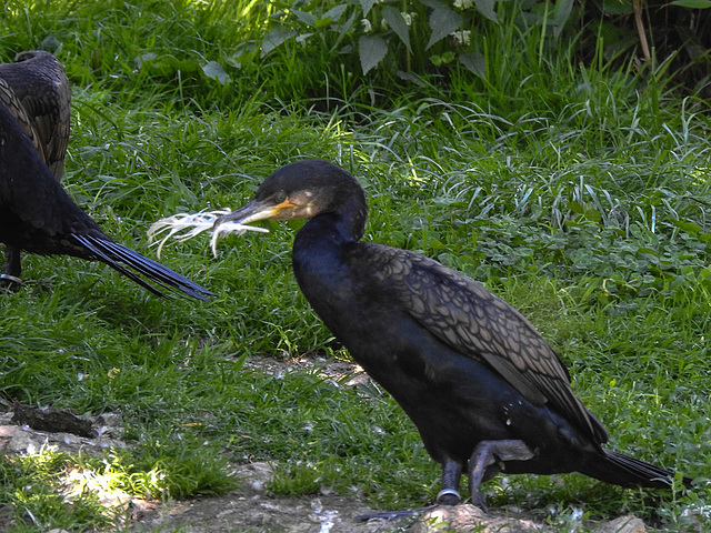 20170527 1741CPw [D~LIP] Kormoran, Vogelpark Detmold-Heiligenkirchen