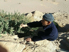 plant medical named kabar / tissint village