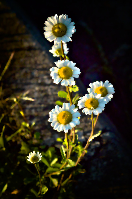 Quoi qu'il en soit, toujours, partout, nos natures récidivent . . .