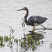 Day 2, Tricolored Heron, Rockport