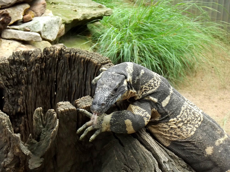 Monitor lizard...