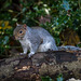 Squirrel sitting on a fallen branch