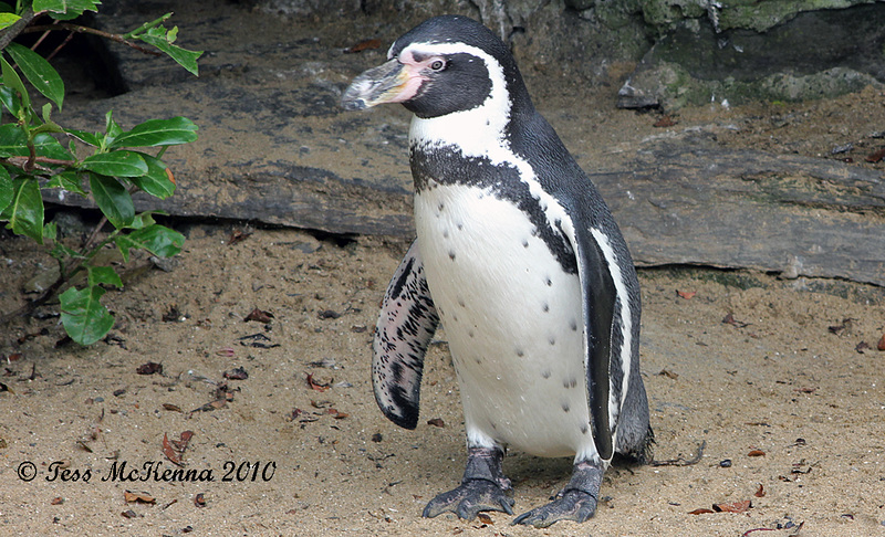 Penguin  0113 copy