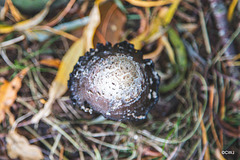 Shaggy Inkcap - past its best for picking