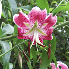 Stargazer lily