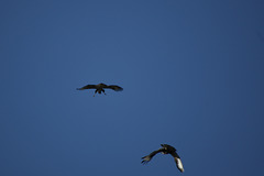 2 Buzzards flying along our street