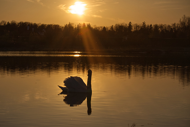 Schwan Gegenlicht Abendsonne