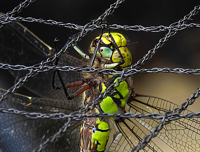 20220906 1634CPw [D~LIP] Blaugrüne Mosaikjungfer (Aeshna cyanea) [w], Bad Salzuflen