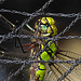 20220906 1634CPw [D~LIP] Blaugrüne Mosaikjungfer (Aeshna cyanea) [w], Bad Salzuflen