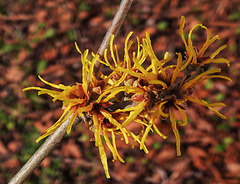 20230319 0022CPw [D~LIP] Zaubernuss (Hamamelis intermedia 'Orange Beauty'), Bad Salzuflen