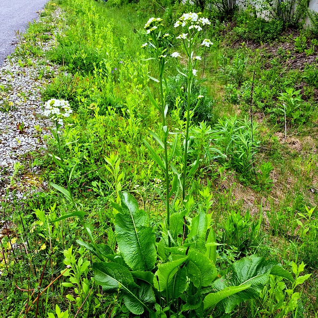 Meerrettich / Kren ((Armoracia rusticana)