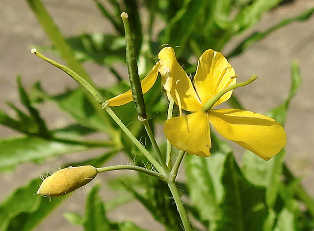 20230531 0540CPw [D~LIP] Schöllkraut (Chelidonium majus), UWZ, Bad Salzuflen