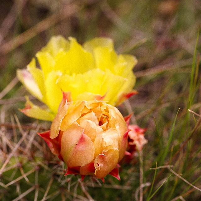 cactus flowers