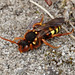 Rothaarige Wespenbiene