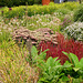 Sussex Prairie Garden
