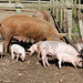 Quarr Abbey pigs