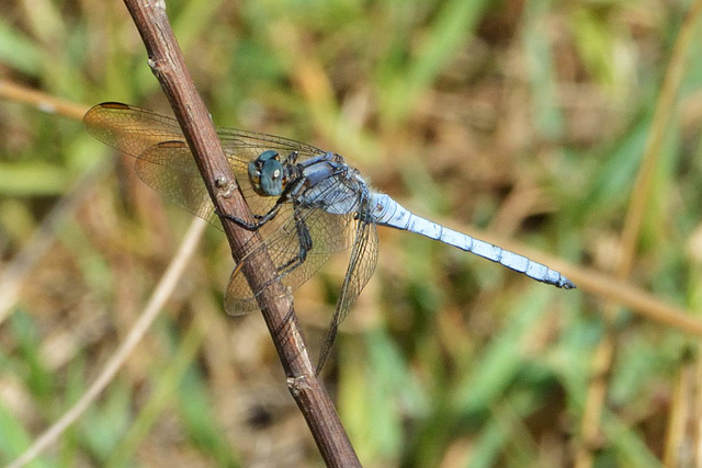 Southern Skimmer m (Orthetrum brunneum) 5