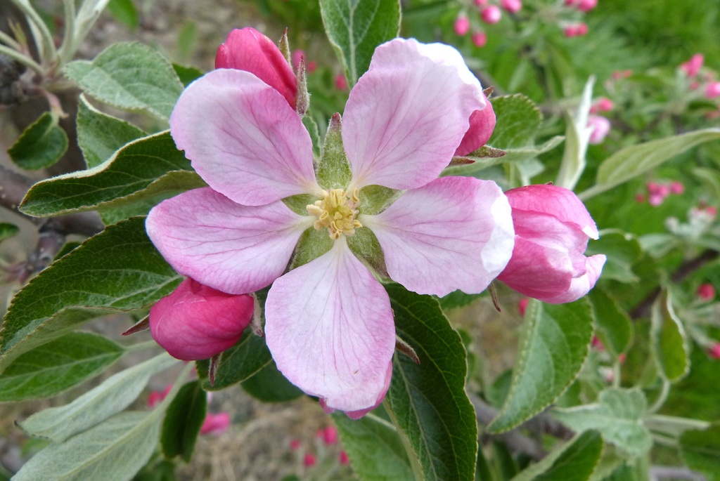 Erste Blüte