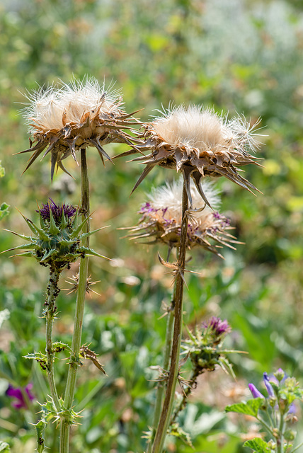 Distel - 20150813