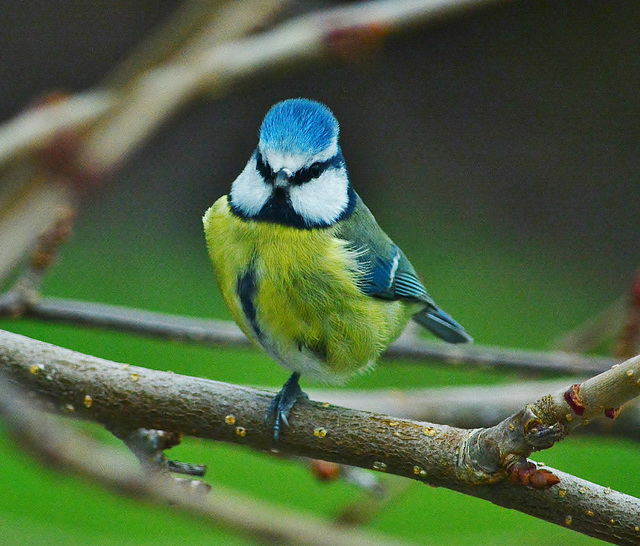 Blue Tit