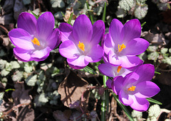 croci