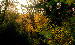 Autumn Impressions. Armstrong Park, Newcastle