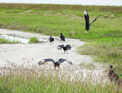 Day 2, Black Vultures, Rockport, South Texas