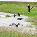 Day 2, Black Vultures, Rockport, South Texas