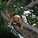 Uganda, Young Lioness Resting on a Tree