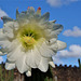 Lanzarote, Jardin de Cactus