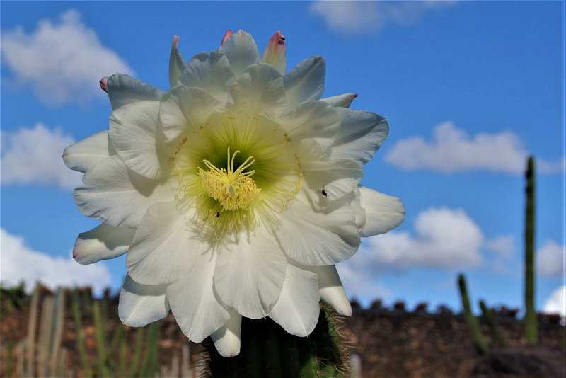 Lanzarote, Jardin de Cactus