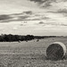straw bales panorama