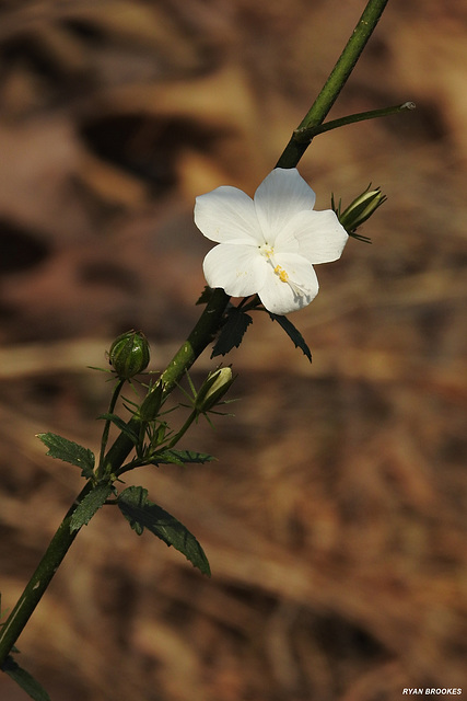 20220224-2265 Hibiscus hirtus L.