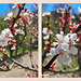 Marillenblüten - Apricote Blossoms (Prunus armeniaca)