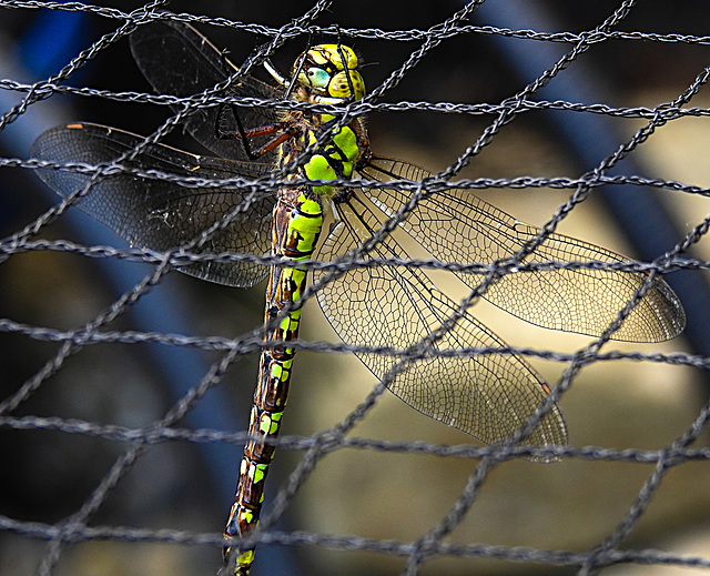 20220906 1635CPw [D~LIP] Blaugrüne Mosaikjungfer (Aeshna cyanea) [w], Bad Salzuflen