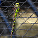 20220906 1635CPw [D~LIP] Blaugrüne Mosaikjungfer (Aeshna cyanea) [w], Bad Salzuflen