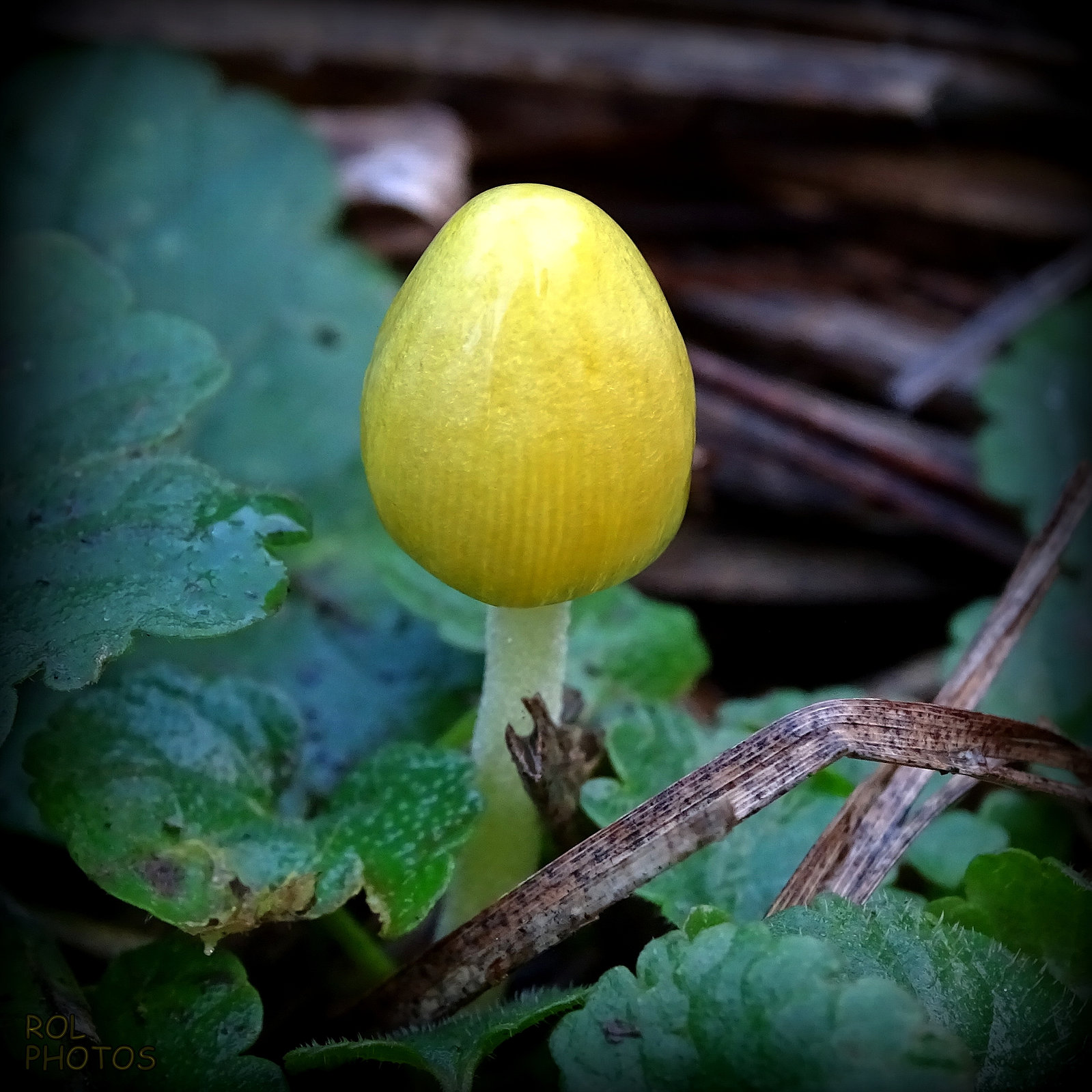 Bolbitie jaune-d'œuf, non comestible