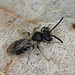 Kleine Sandbiene (Männchen)