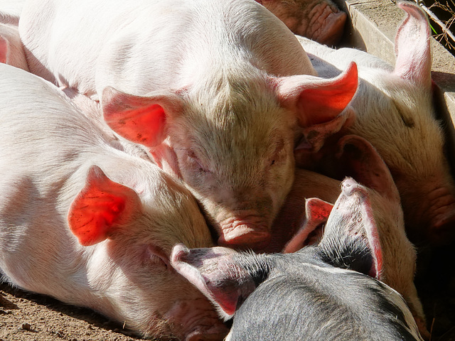 Heap of piglets
