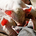 Heap of piglets