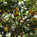 Zitronenbaum auf der Insel Mainau
